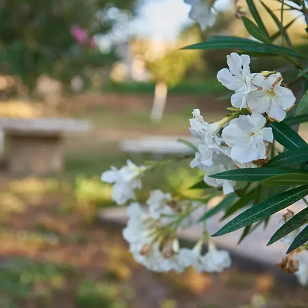 بيت للعطل Rania / Zante Drosia *